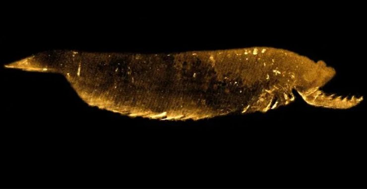 членистоногое ископаемое