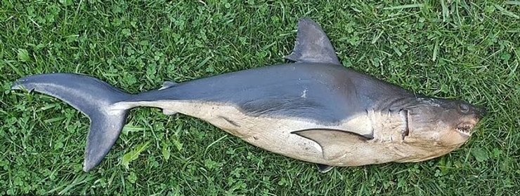 айдахо лососева акула