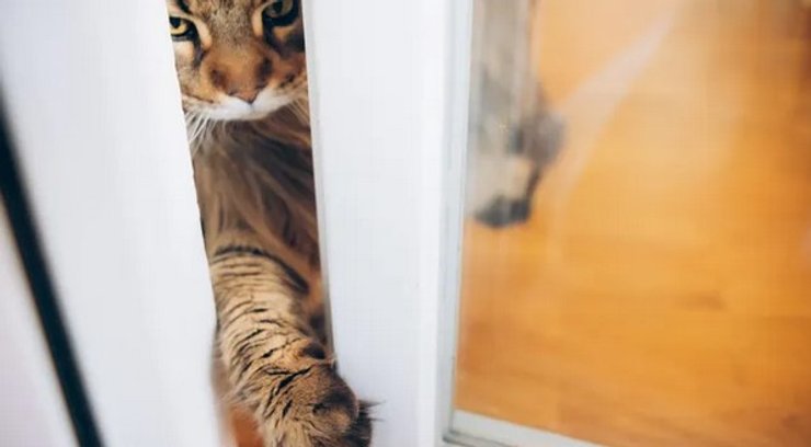 кошка двери