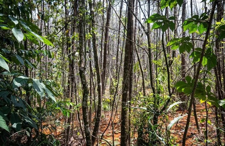 бразилія падуб Пенамбуко