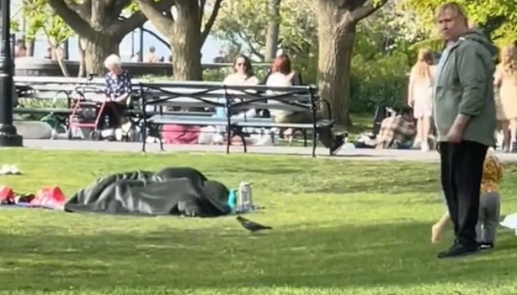 Пара занялась любовью в парке, курьезы, США, Нью-Йорк, приколы, конфуз, хулиганство, тренды TikTok