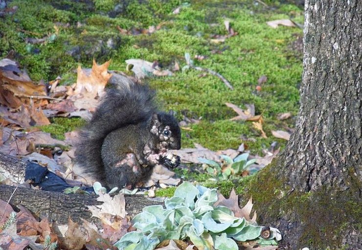 массовая болезнь белок