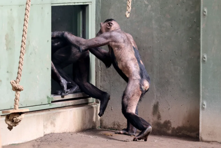 Шимпанзе массово выдирают на голове волосы, скандал в зоопарке, Германия, зверинец, животные в неволе, курьезы