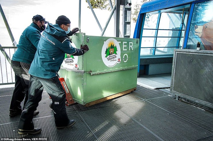 Медведь Джамболина в неволе