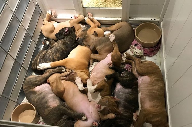 Собаки, операция