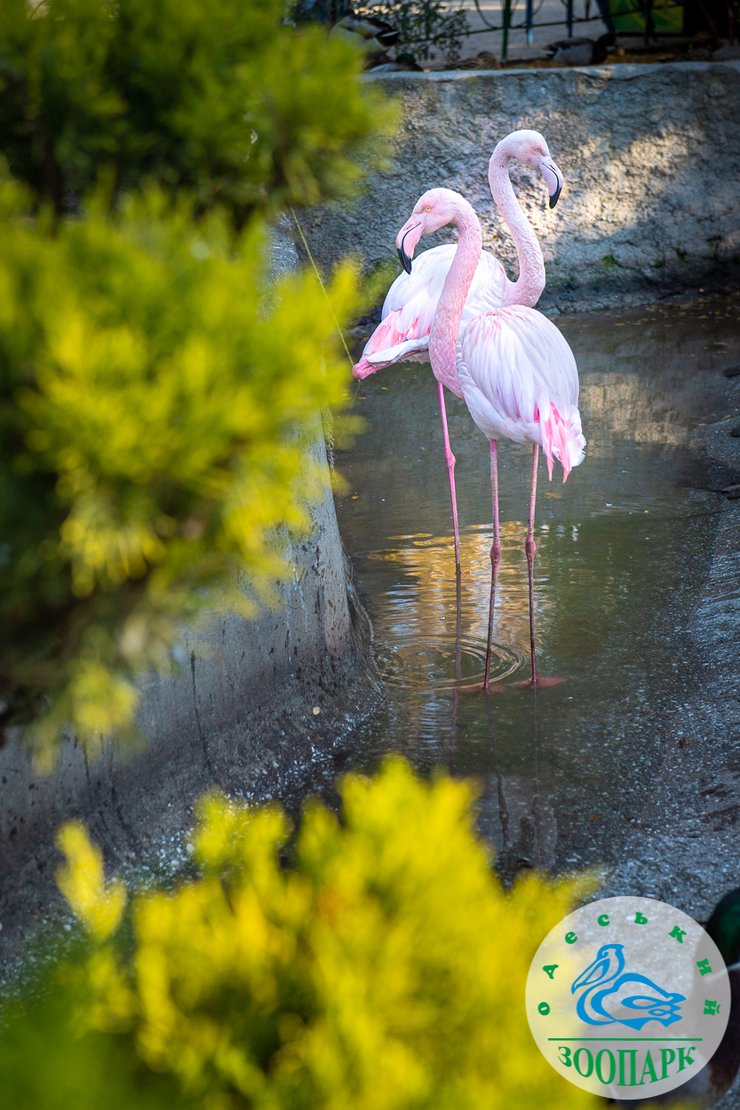 Фламинго, фото