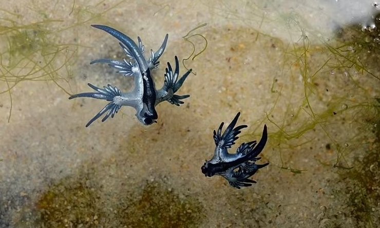 слизень голубой дракон