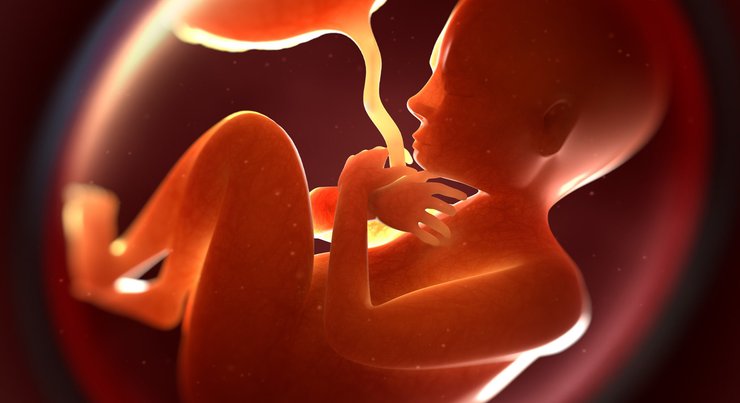 Человеческий плод