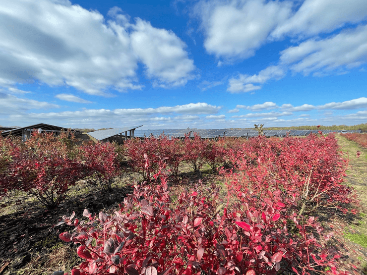 Сонячна електростанція на полі у Житомирській області