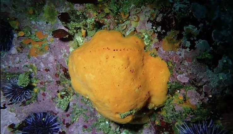 желтая морская губка