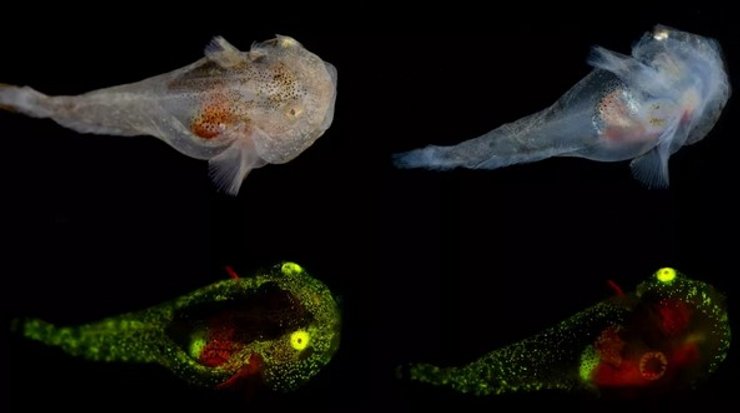 пестрая рыба-улитка