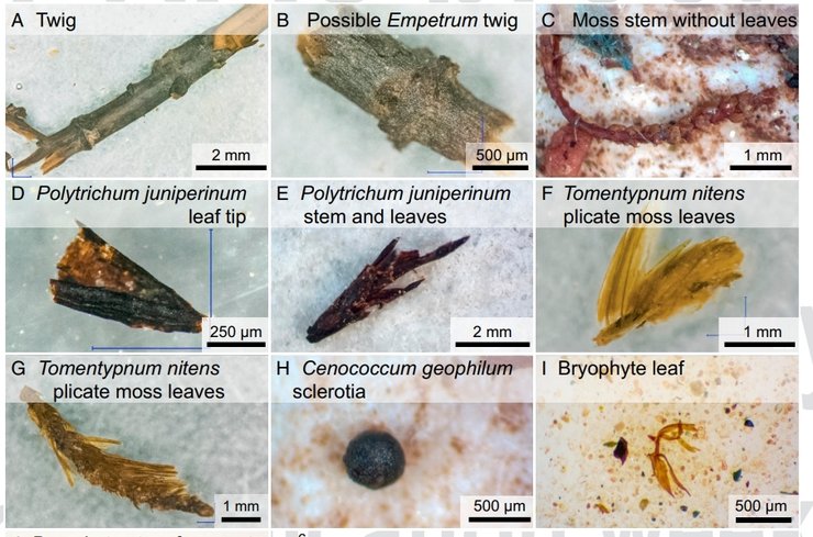 образцы, растения, Гренландия