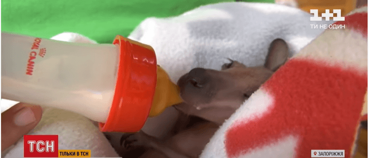 детеныш, кенгуру, зоопарк, фото, кормление