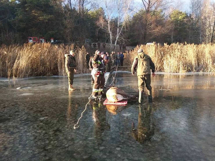 Спасение оленя из реки, фото