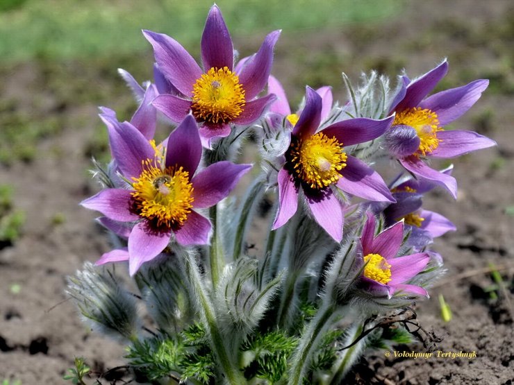 опасна ли сон трава