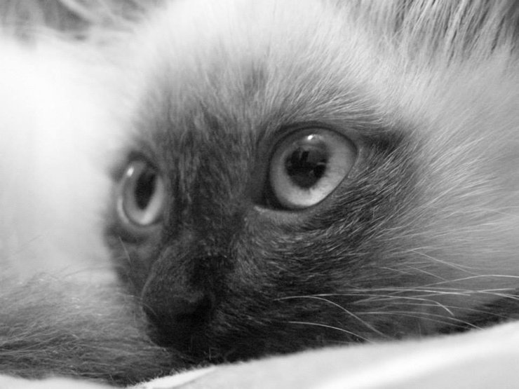 кошка, животное, домашнее животное