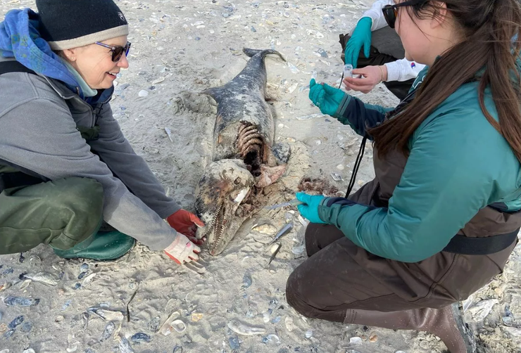 Тело мертвого дельфина, таинственное существо, мумификация, чудовище, монстр в США, фото