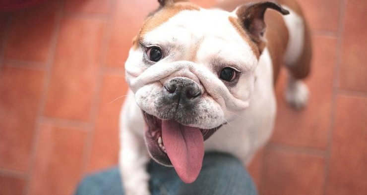 Английский бульдог