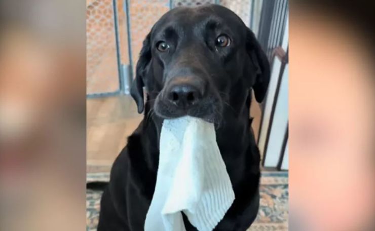 Малыш носит во рту носки, повторяя за своим лабрадором, курьезы, интересности, приколы, животные, домашние любимцы