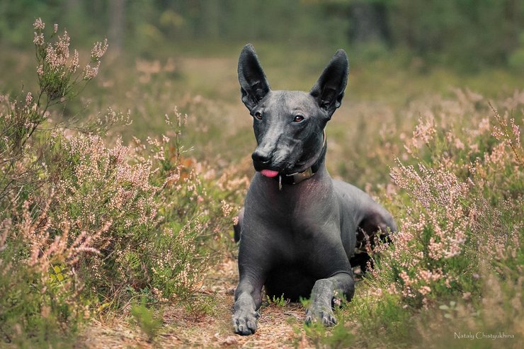 Ксолоитцкуинтли