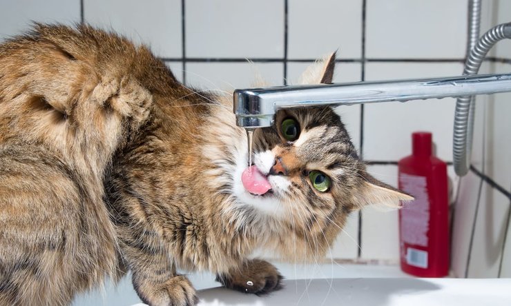 кошка, кран, ванная, фото