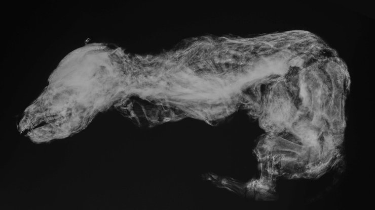 волчица, рентгеновские снимки