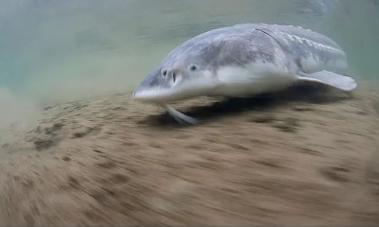 осетры, Белые осетры, нечако