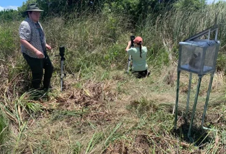 бірманські пітони, змії, робот-кролик