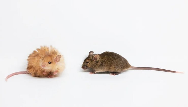 шерстистые мыши