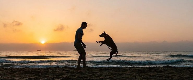 собака, здоровье, болезнь, лечение