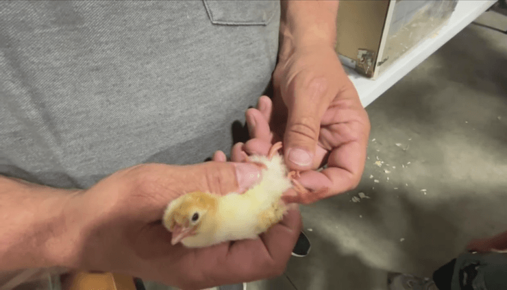 Цыпленок с 4 лапами, редкий случай, цыпленок, птица, курица, сельскохозяйственная выставка, фермер, птенец
