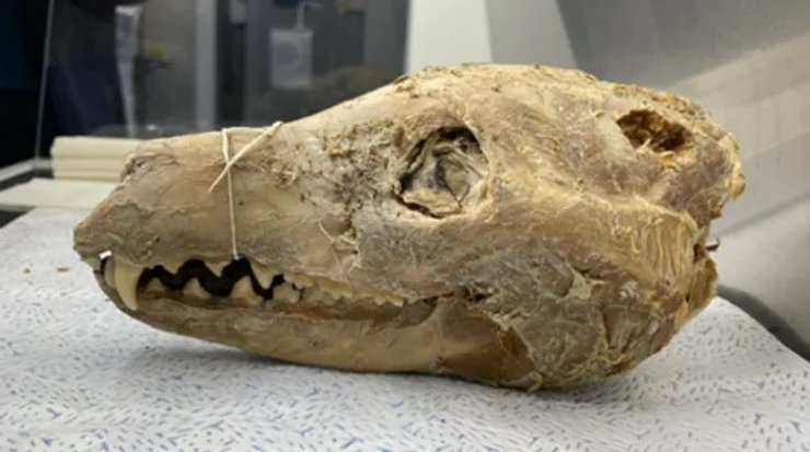 тилацин голова