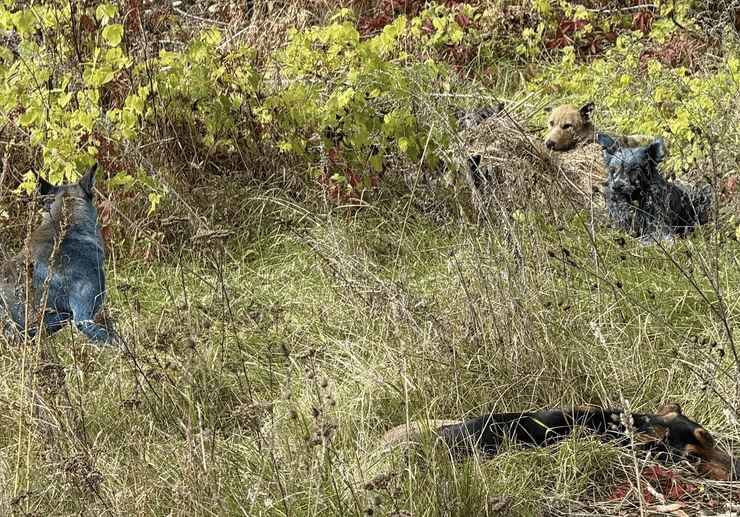 Сині собаки чорнобиля