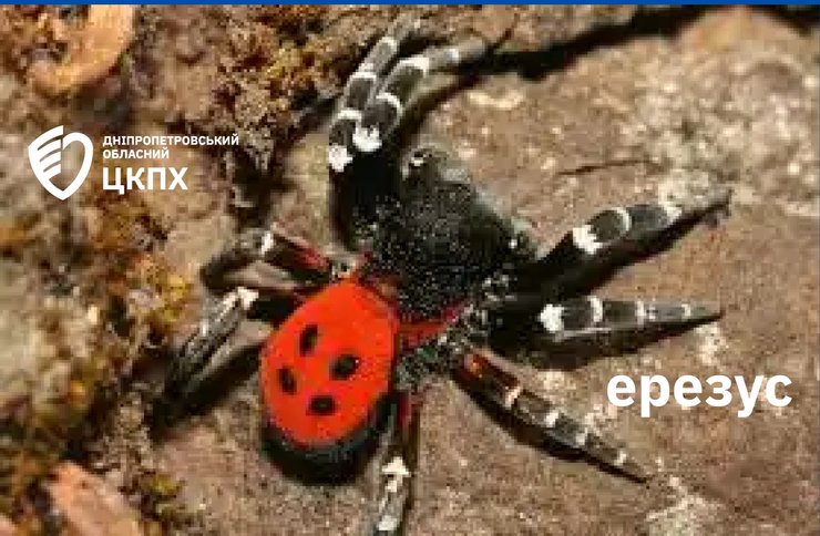 Ерезус чорний, або павук-сонечко