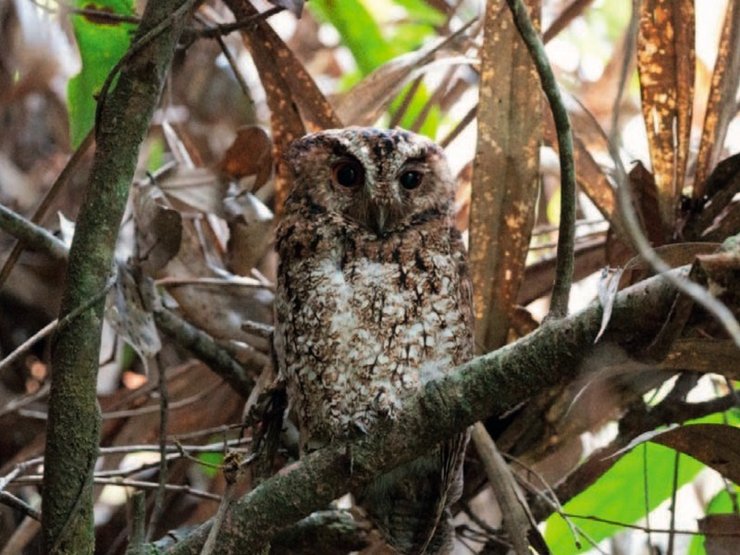 сова раджа, борнейская сова-раджа