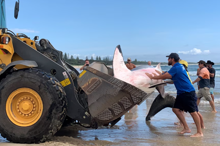 Белую акулу выбросило на берег, хищница, морское существо, курьез, Сьюзи Мартин, Австралия, фото