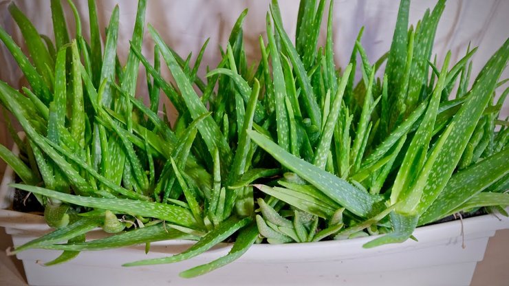 маски для лица в домашних условиях 2022