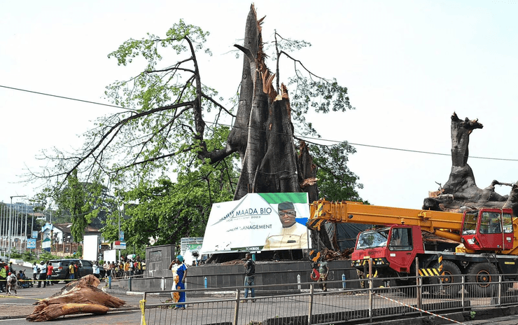 Хлопковое дерево, дерево, ураган, ураган снес дерево, символ Сьерра-Леоне, погода