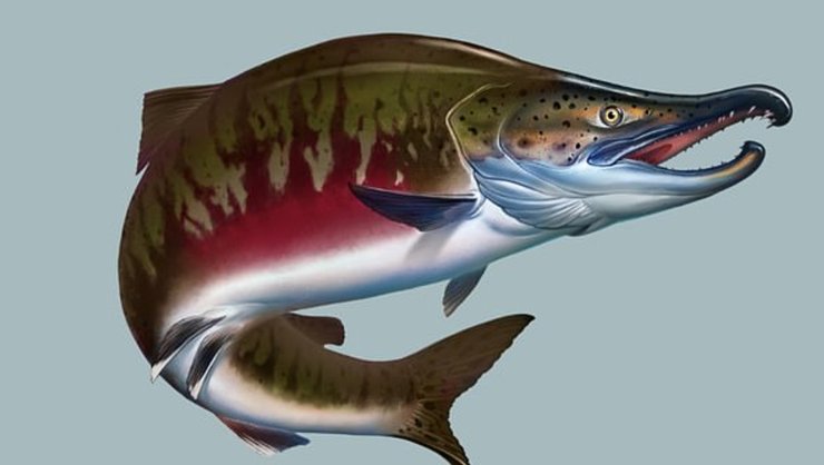 Гигантский лосось