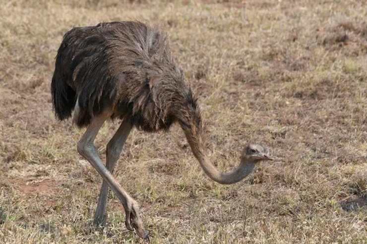 страус