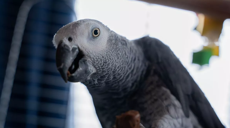 Попугай Фрости, птичка стала звездой, Великобритания, нецензурная лексика, ругань, птицы, приколы, курьезы, фото, Великобритания