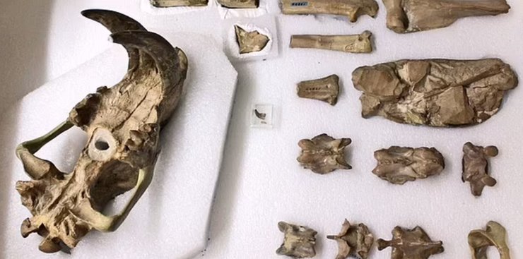 Eusmilus adelos, кости, нимравиды