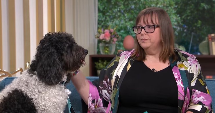 кокапу, порода собак, собаки