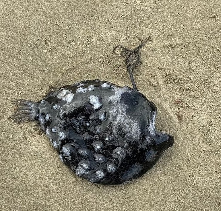 вудильник футбольна риба