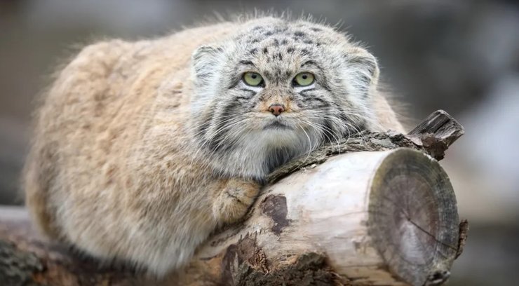 манул палласов кіт