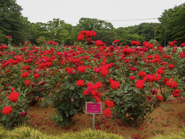 розы, сайтама, япония