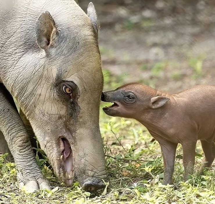 бабіруси тварини