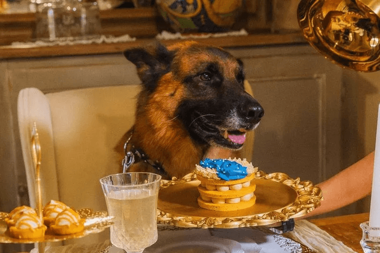 Самая богатая собака в мире, Гюнтер VI, собака, немецкая овчарка, живет в особняке, личный водитель, тайна, миллионер