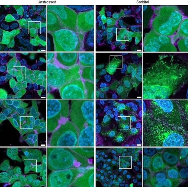 тихоходки белок клетки человек