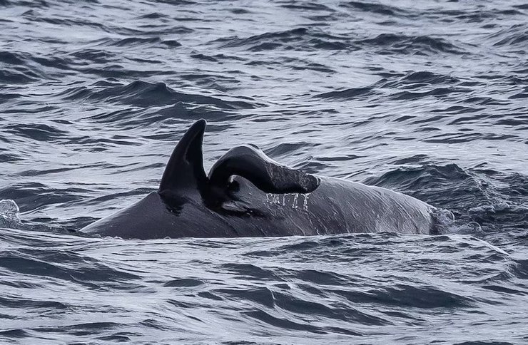 сплит фин косатка